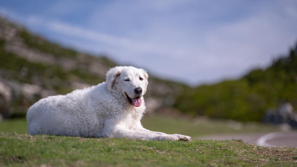 white kuvasz dog lying in grass and panting in the sun