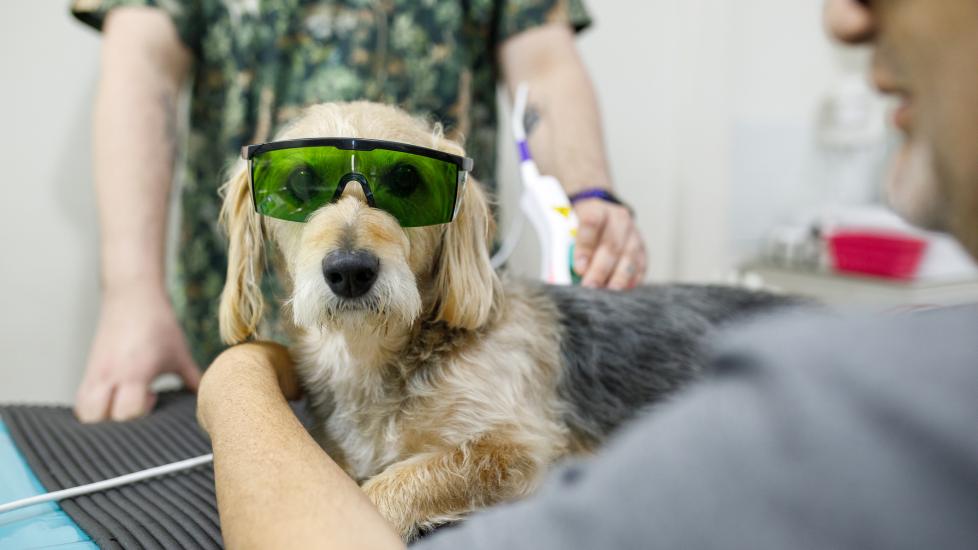 A dog gets laser therapy at the vet.