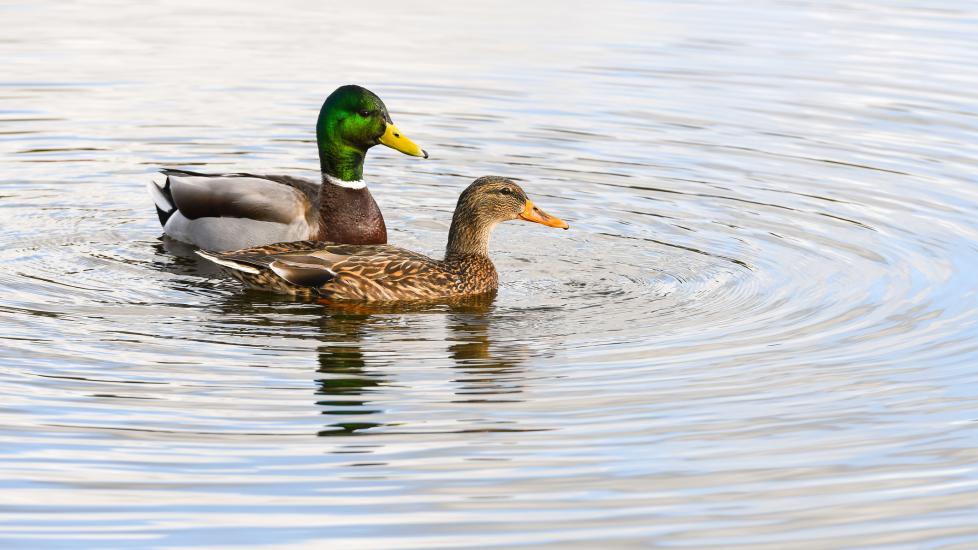 male and female mallard ducks swimming together