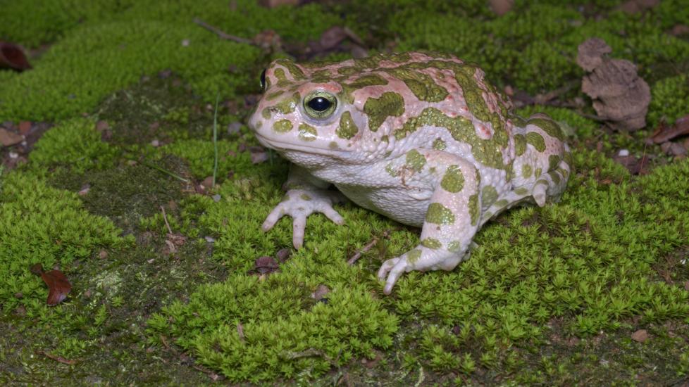 Egyptian green toad