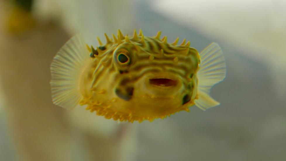 Black and yellow puffer fish