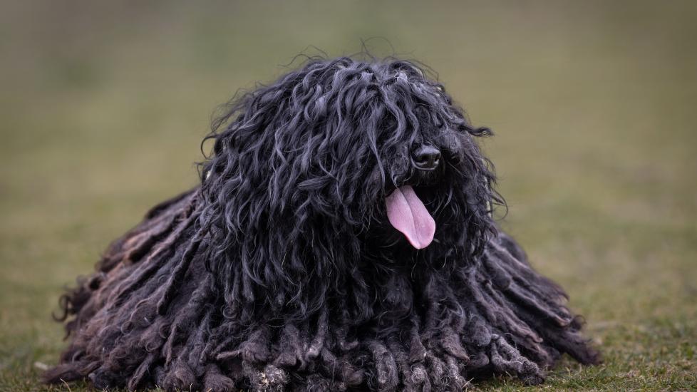 black corded puli dog lying in grass and panting