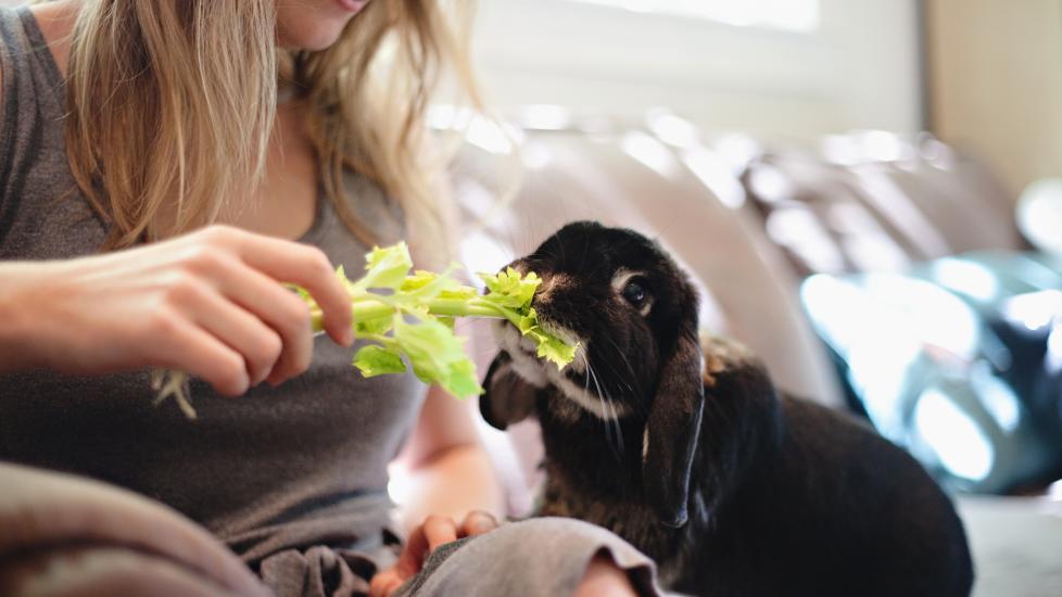 Rabbit eating celery