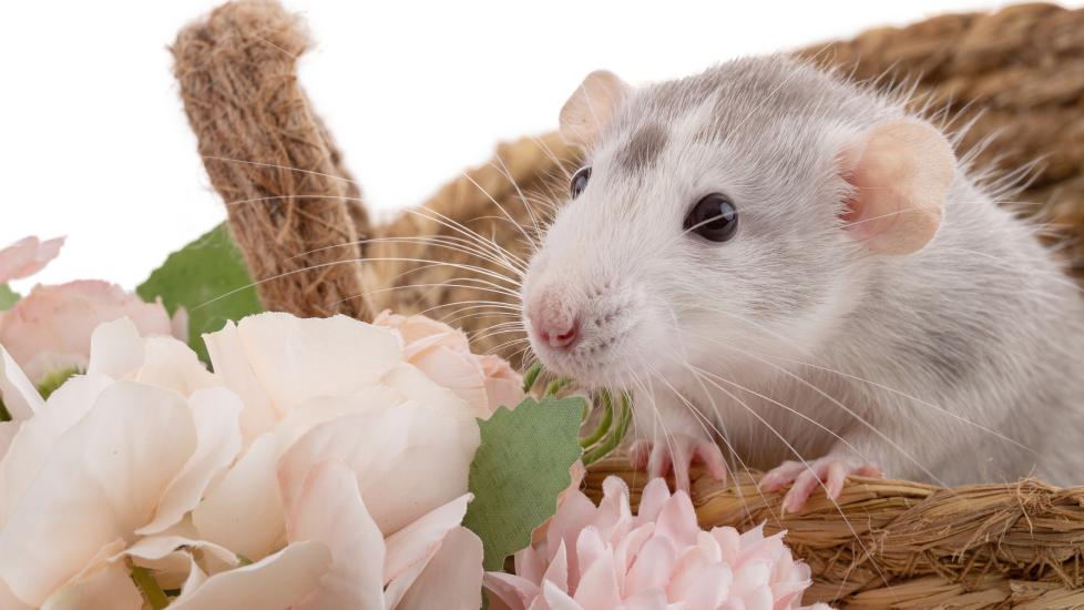 How To Care for Rat Teeth | PetMD