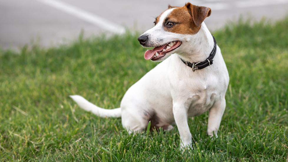 white russell terrier with brown ears sitting on a patch of grass and looking to the side