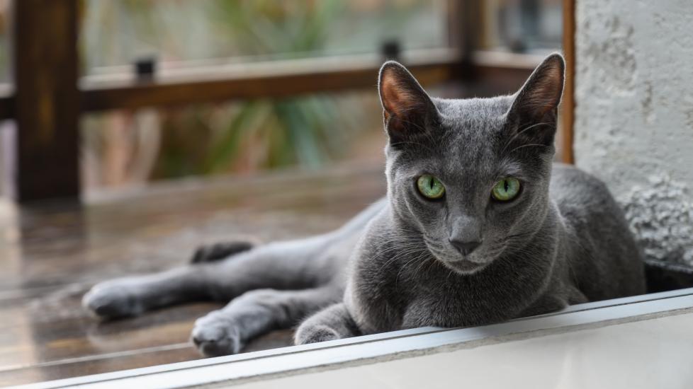 A Russian Blue cat sits on their patio.