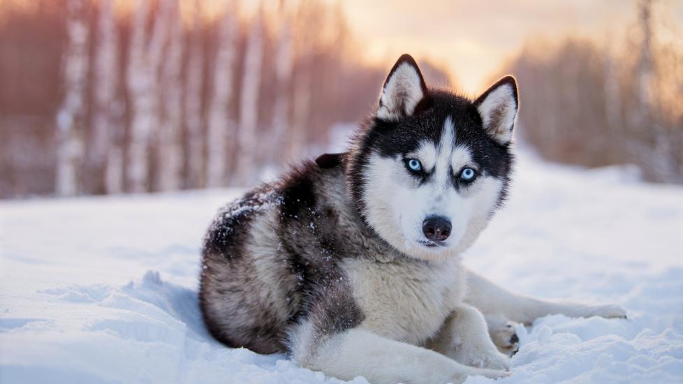 A Siberian Husky lays in the snow.