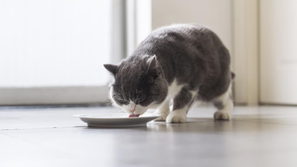 gray and white cat eating from a white plate on the floor