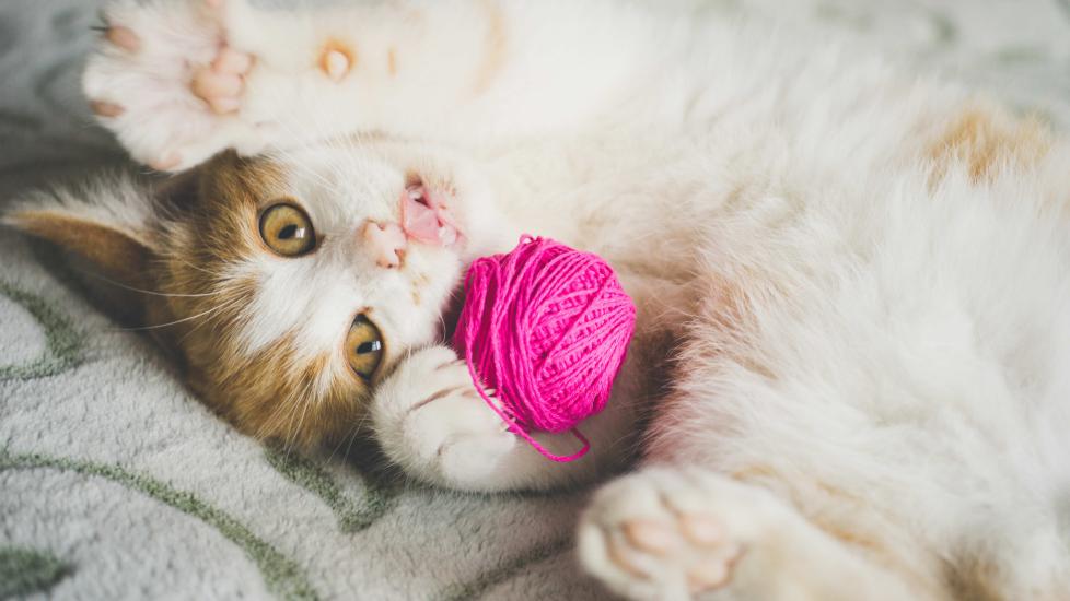 orange and white kitten playing with a pink ball