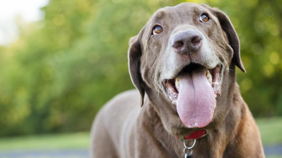 Why Do Dogs Pant? What To Know About Dogs and Panting PetMD
