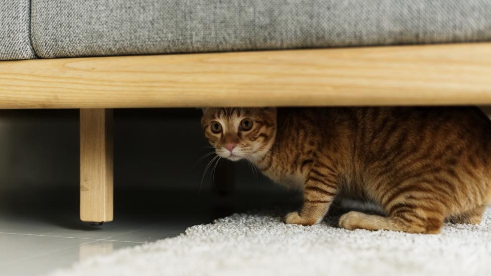 orange tabby cat hiding underneath a couch