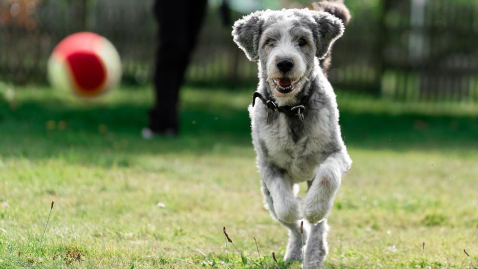 fluffy gray and white senior dog runs through yard chasing ball. 