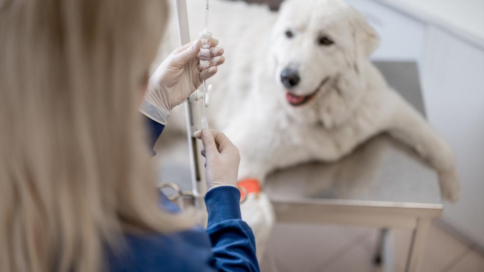 white fluffy dog waits for injection of medication at vet exam. 