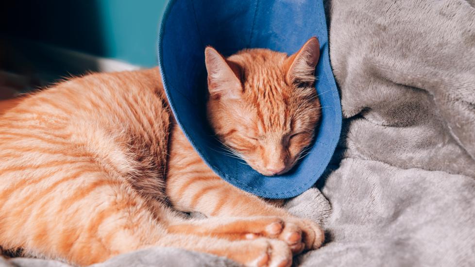 A cat with a recovery cone sleeps.