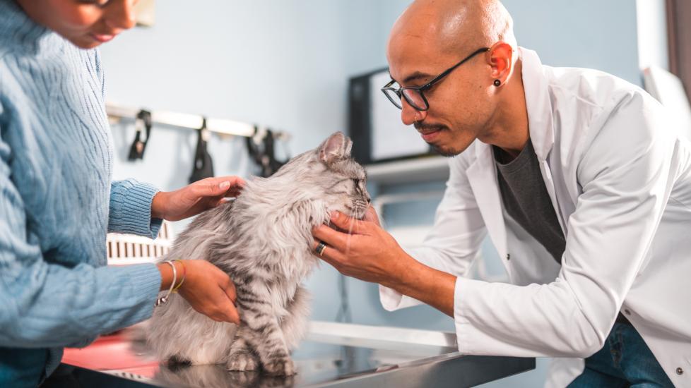 vet examines fluffy gray cat during exam. 