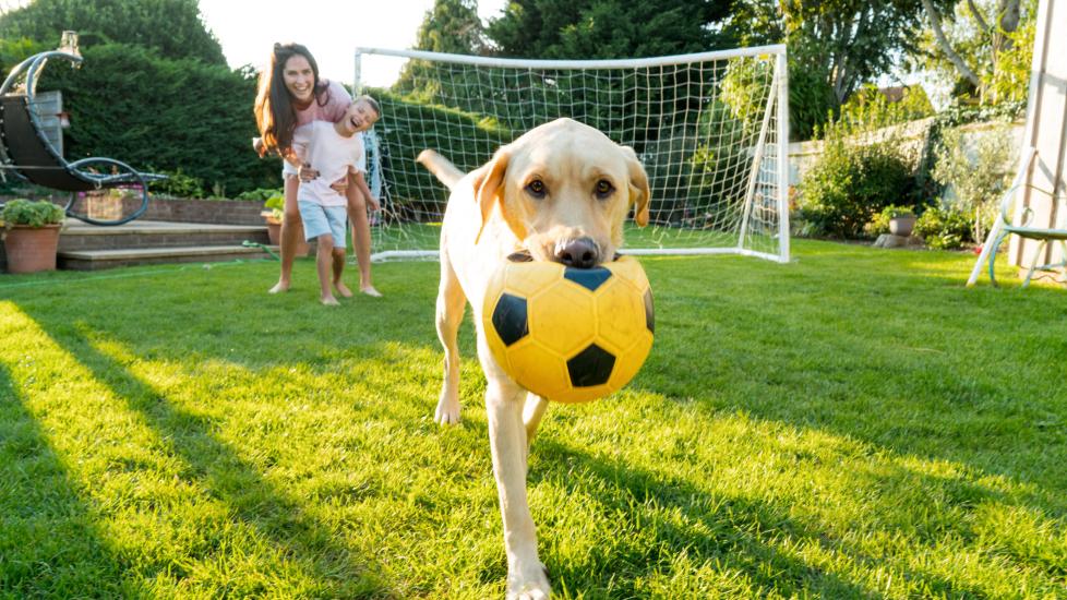 yellow lab holding yellow soccer ball in mouth while family runs behind him in backyard.