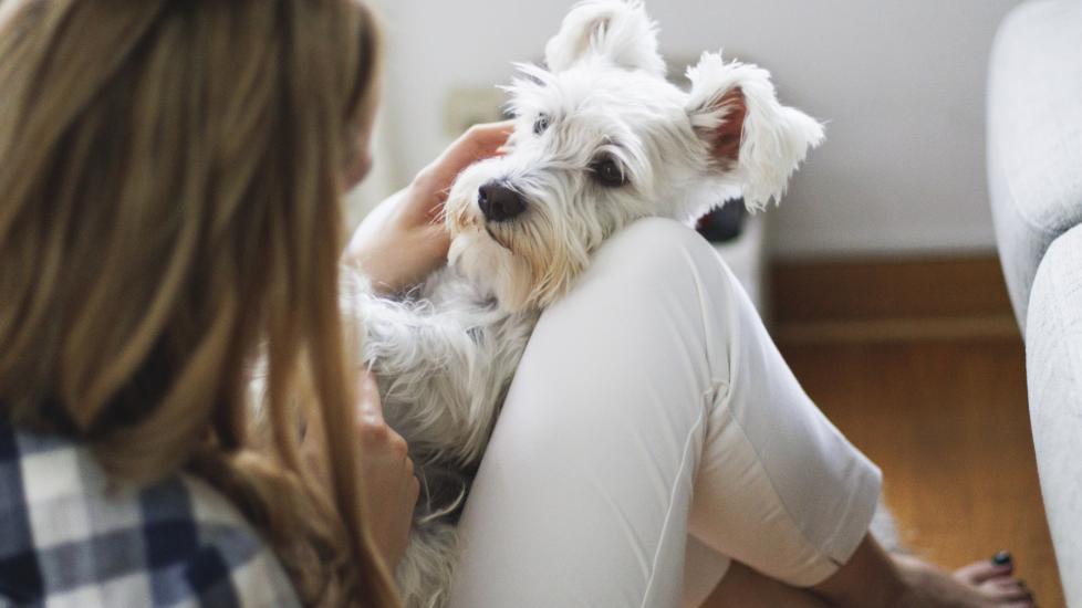 white terrier dog sits on woman's lap.