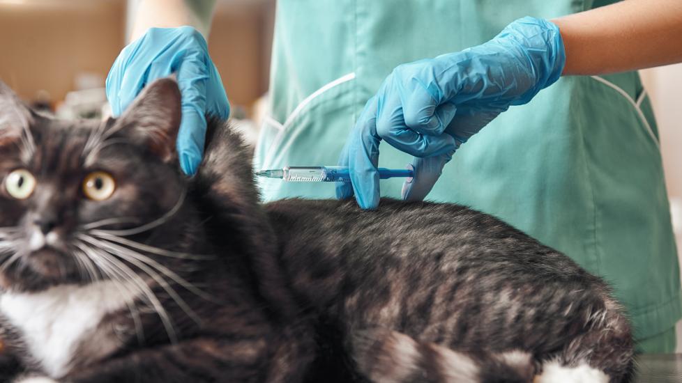 A cat gets an injection from their vet.