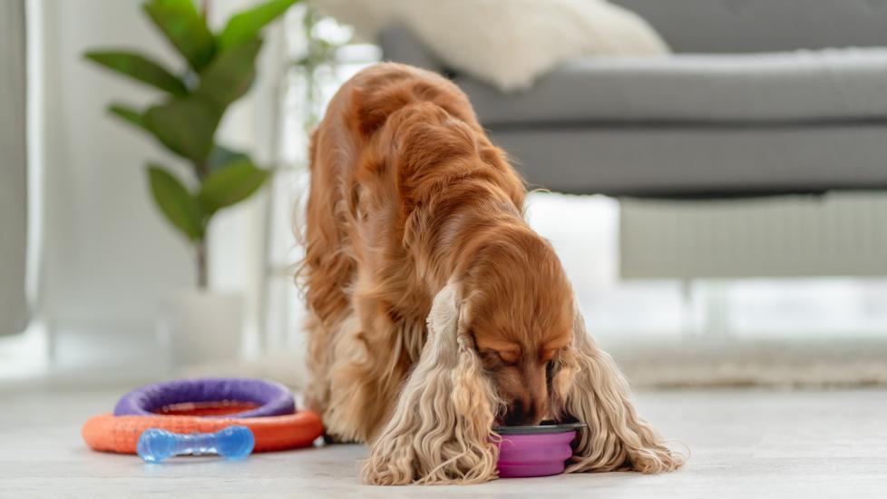 Best dry food for dogs with pancreatitis best sale