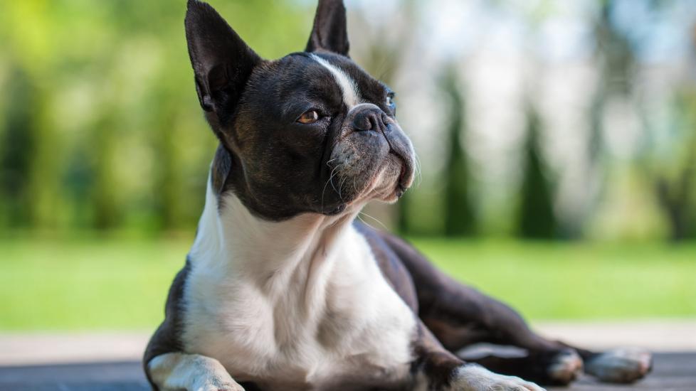 How much to feed boston terrier puppy best sale