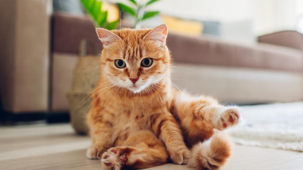 A Ginger cat sits on the floor.
