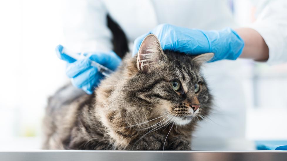 A cat gets a vaccine.