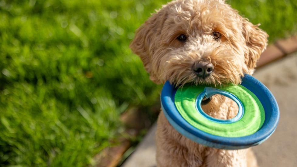 A dog holds a frisbee.