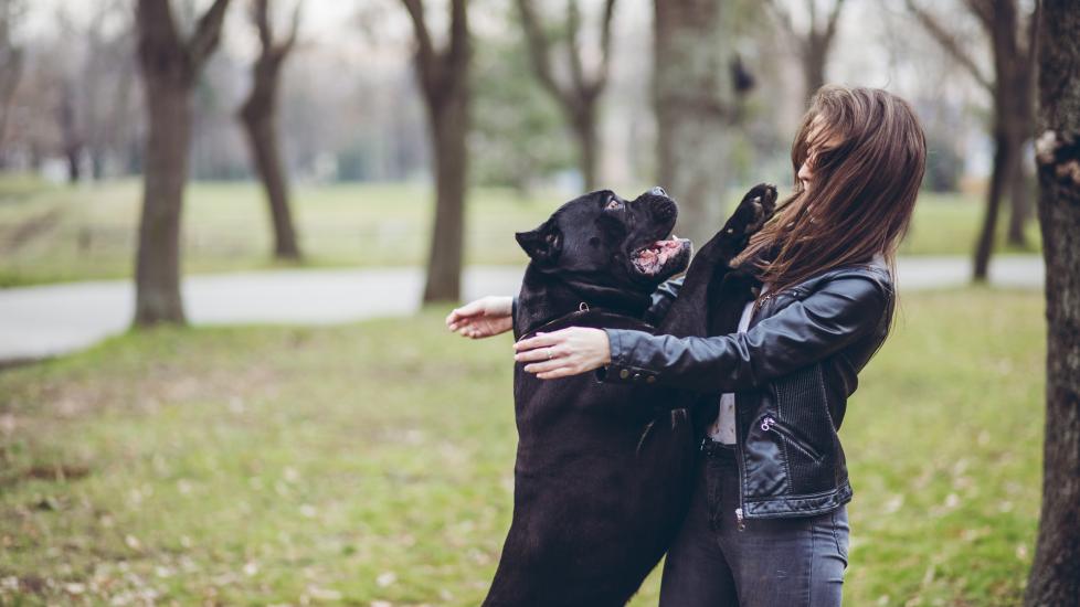 A Cane Corso dog jumps up on his pet parent.