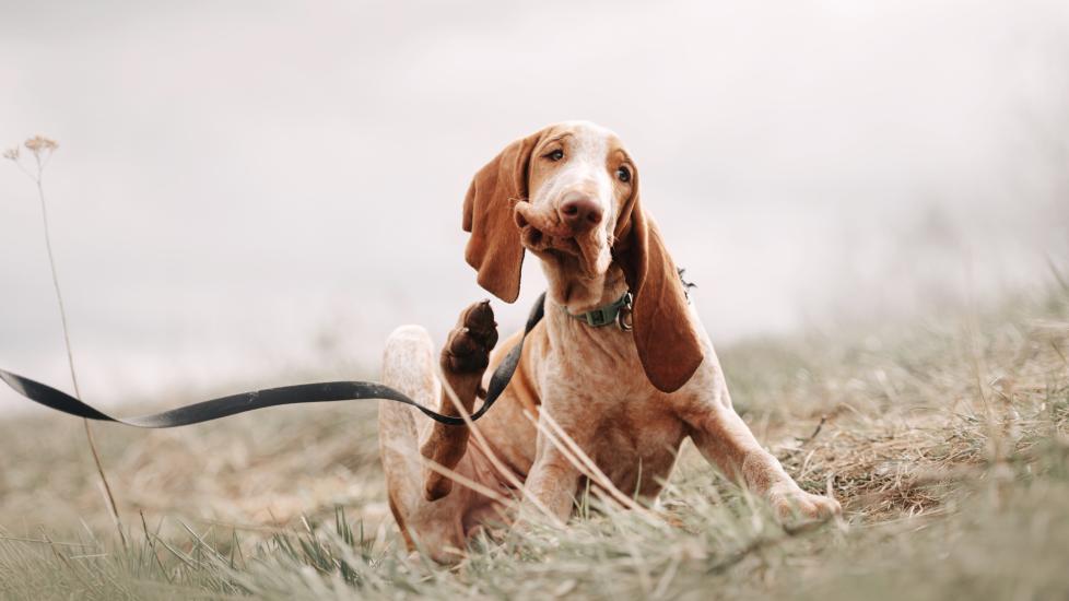 Ear Mites in Dogs What Are They and How Do You Treat Them PetMD