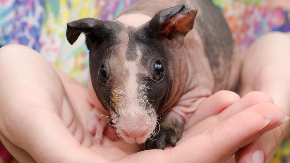 Guinea Pig Care Sheet PetMD