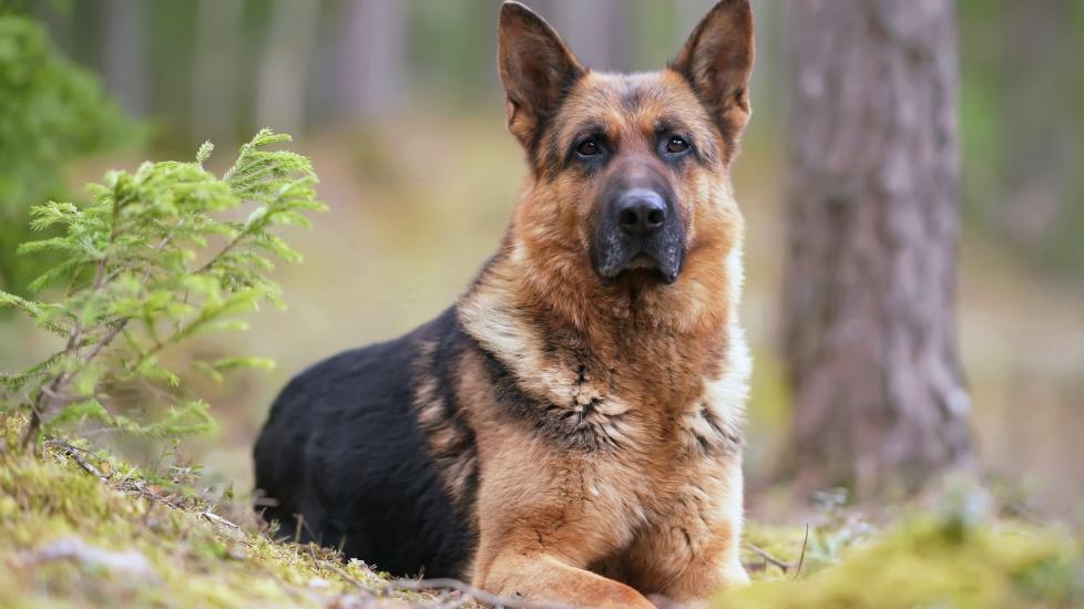 german shepherd lying down and looking at the camera