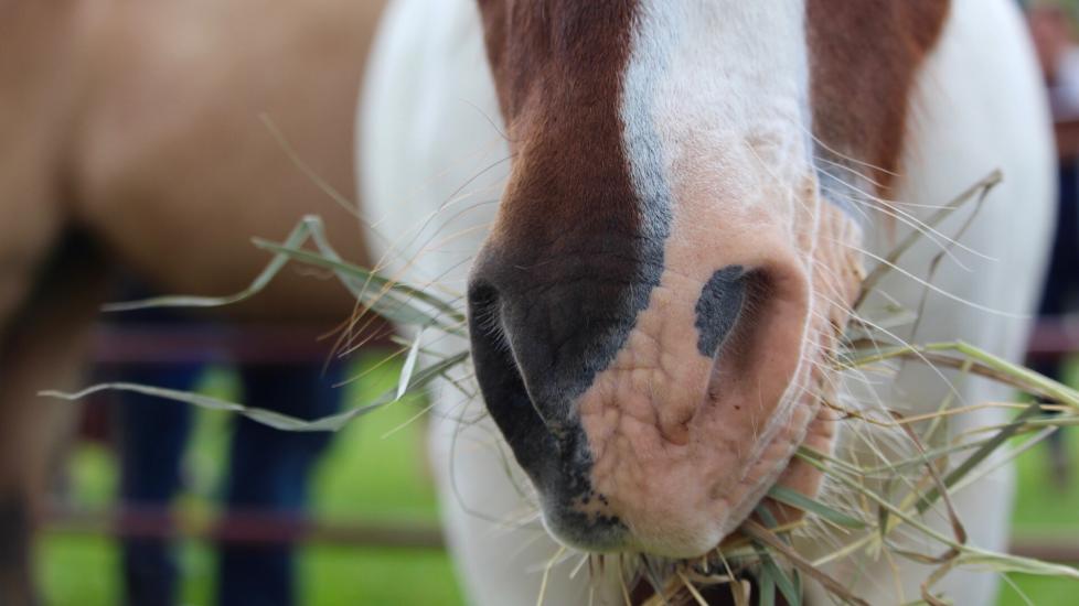 Close up of paint horse eating hay