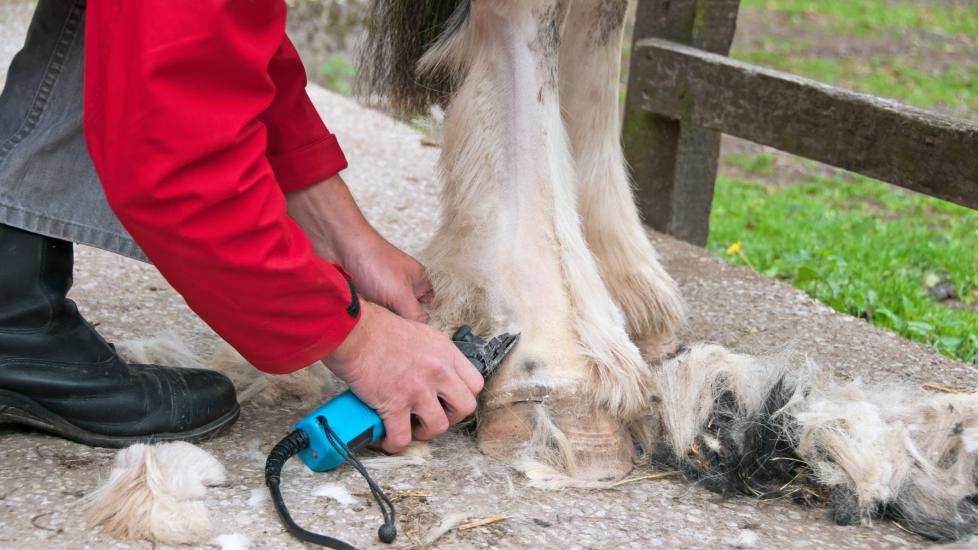Clipping horse legs to prevent lice