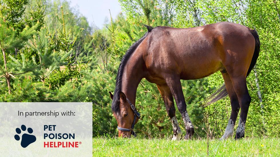 horse chews grass alongside plants in open field while grazing.