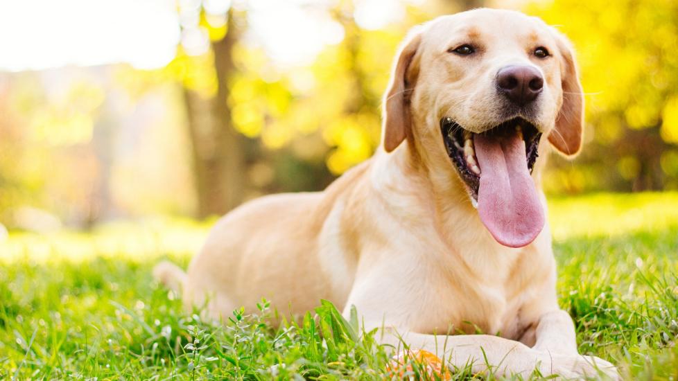 yellow lab lying in grass with his tongue out