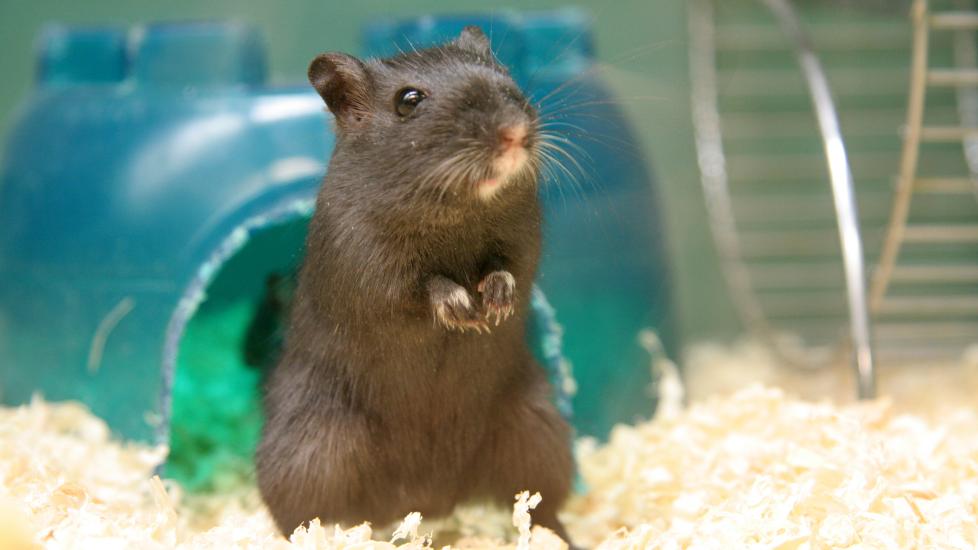 A black gerbil sits in his enclosure.