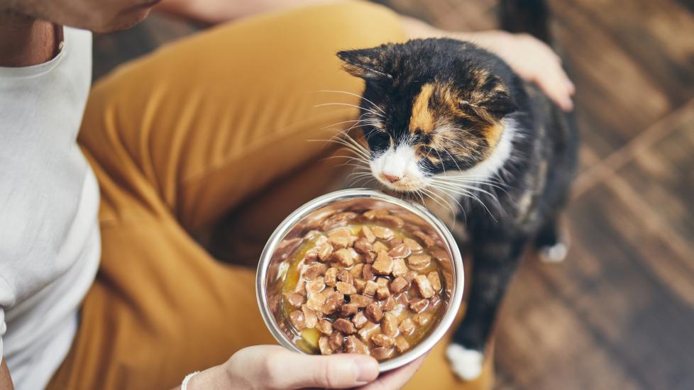 How Much To Feed a Cat PetMD