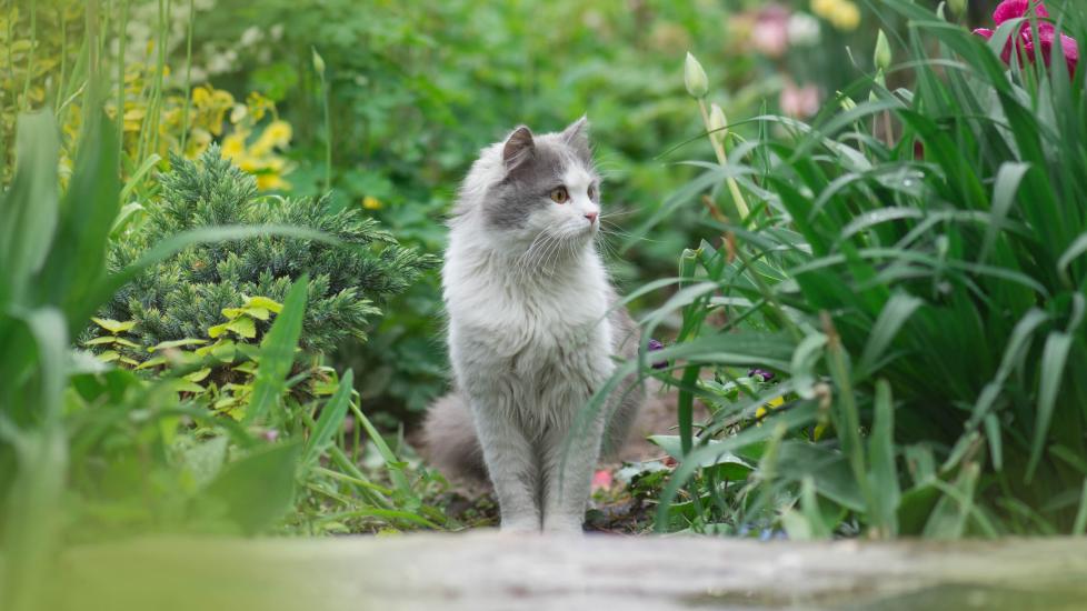 gray and white longhaired cat sitting outside among green plants