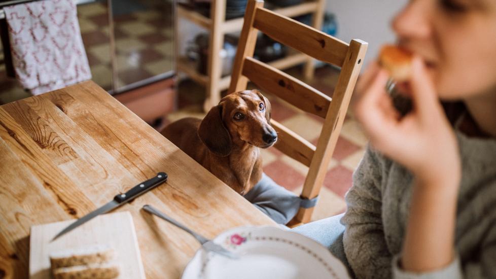 dachshund sitting in a kitchen table chair begging for food that a woman is eating