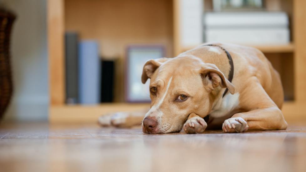 yellow dog lying on a kitchen floor looking sad