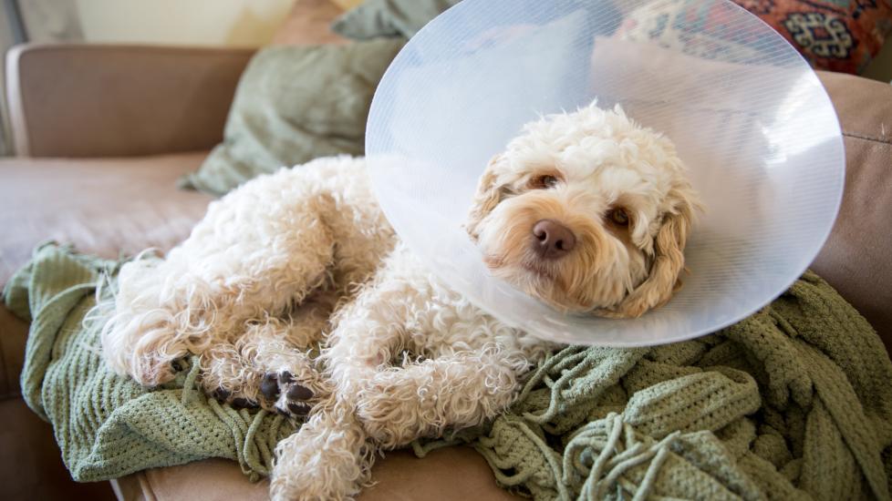Pain Meds for Dogs: What Can You Give a Dog for Pain? PetMD