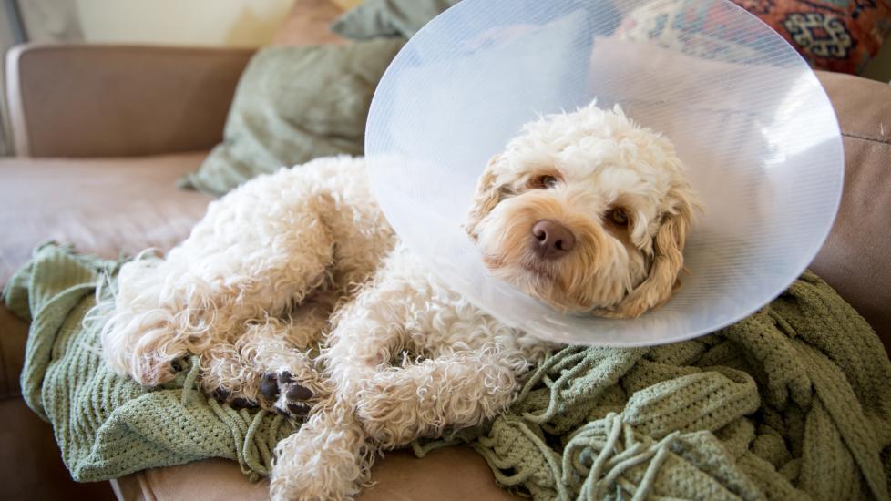 A dog lays down with a cone.