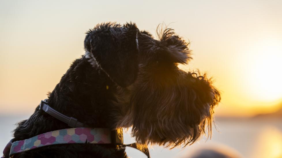 Pancreatitis in Dogs: Signs, Causes and Treatment | PetMD