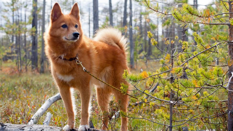 red finnish spitz standing on a log in the woods