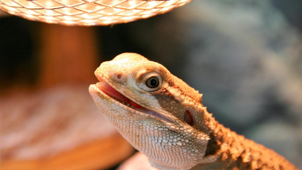 Reptile basking under heat lamp