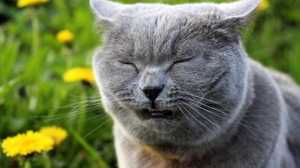 A cat reverse sneezes.