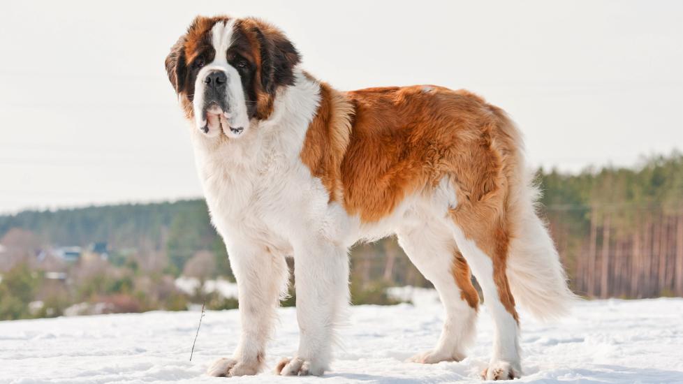 brown and white saint bernard standing in snow