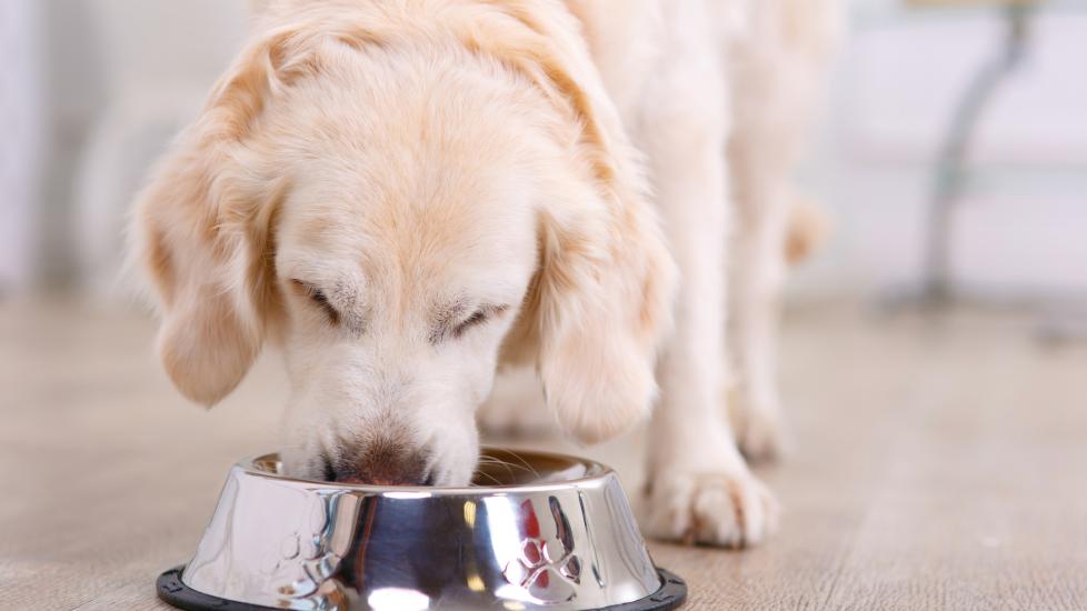 Dog food for older dogs with orders digestive issues