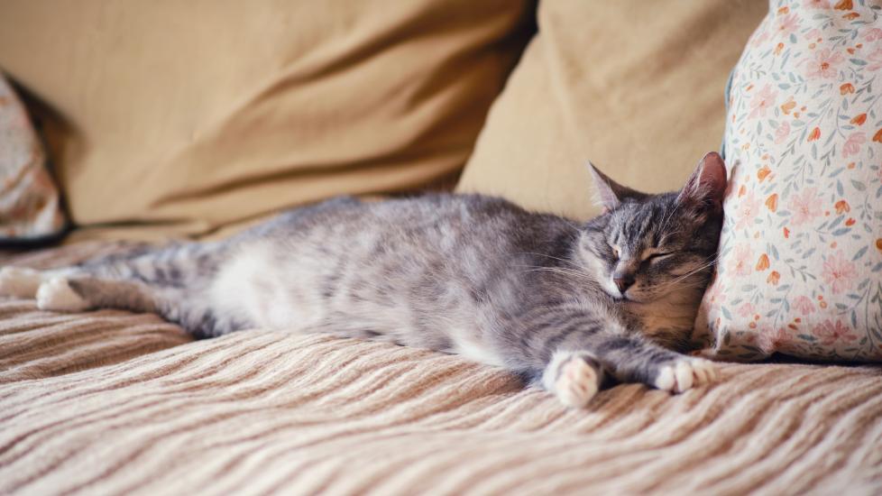 A senior cat sleeps on their couch.