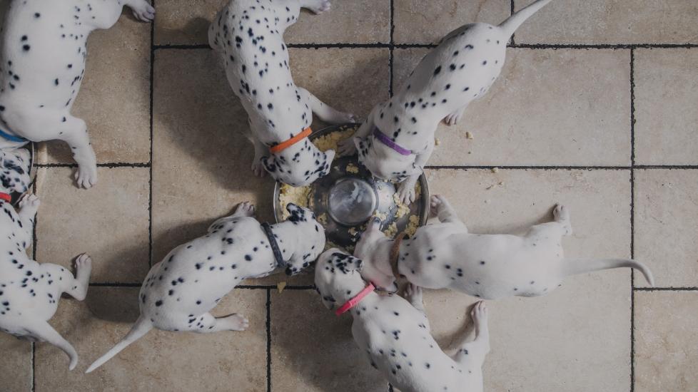 litter of small dalmatian puppies eating puppy gruel on a tiled floor